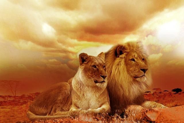旭山動物園のライオンカップル「オリトとイオ」、三つ子の親となる