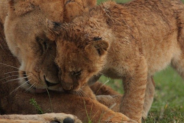 旭山動物園の子ライオンの「イト」ちゃん、丸山動物園に移籍