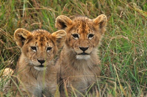 【速報】ライオンのお引越し。旭山のイトに続きとべのクレイも円山動物園に！！