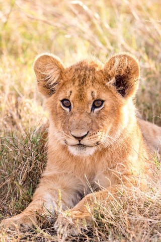 飼育員が育てた子ライオン「クレイ」、母ライオンにかまれ、ライオンの群れに戻せず、円山動物園で新生活始まる。