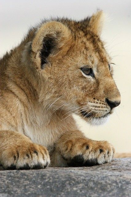 とべ動物園の子ライオン「クレイ」。陸路、航路、経由して本日、円山動物園に無事到着しました！