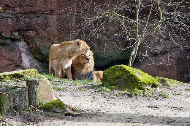 ライオン「クレイ」と「イト」のペアリングに関する円山動物園の決断！！動物園のバースコントロール課題に迫る。