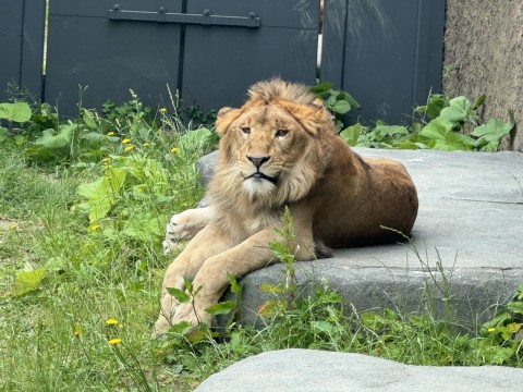 百獣の王、畏敬の念を感じさせる神々しさ！！7月2日、円山動物園でライオンオスのパーチェとメスのイトに会ってきました。