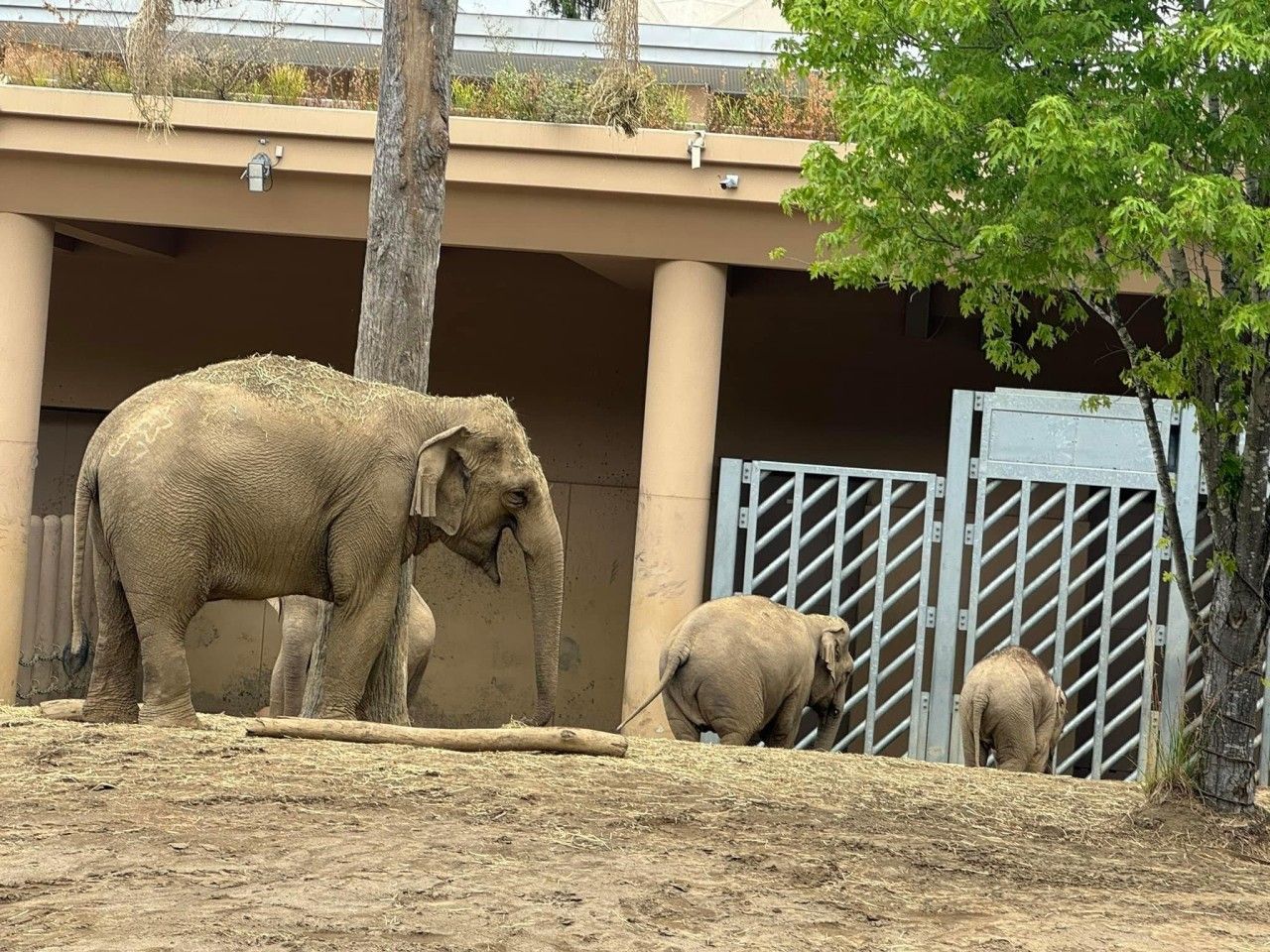 円山動物園のお母さん象パールと小象のタオ