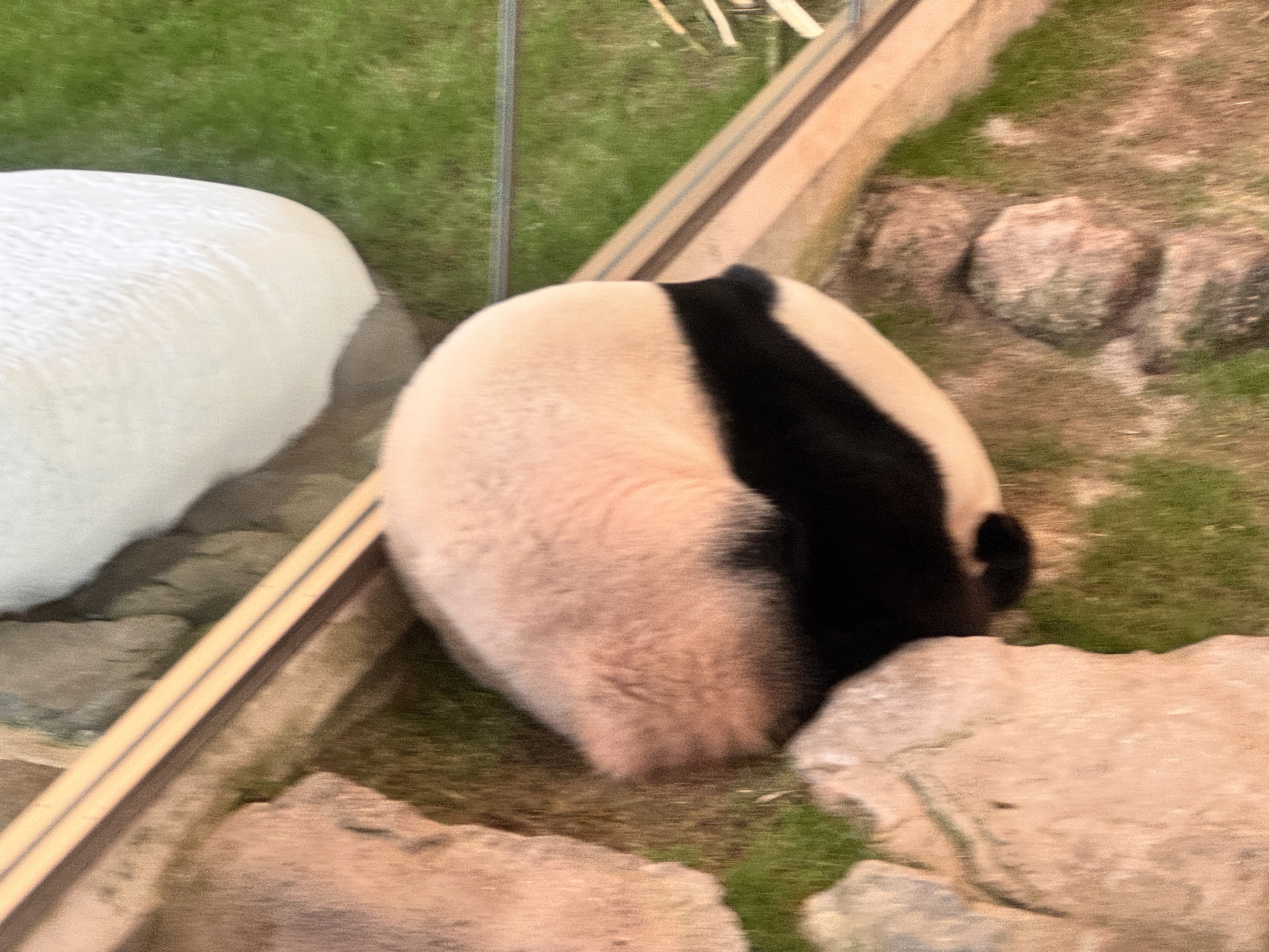 IMG 3784