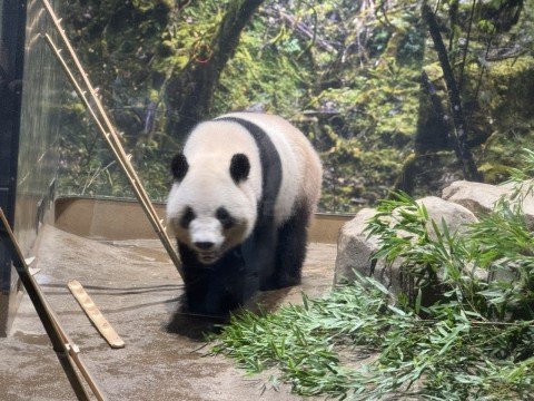 今後、新たなパンダは日本に来るのか？双子パンダの経済効果は308億円