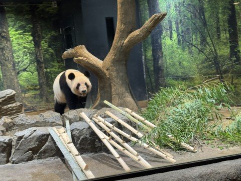 上野動物園の歴代パンダをおさらいしてみよう