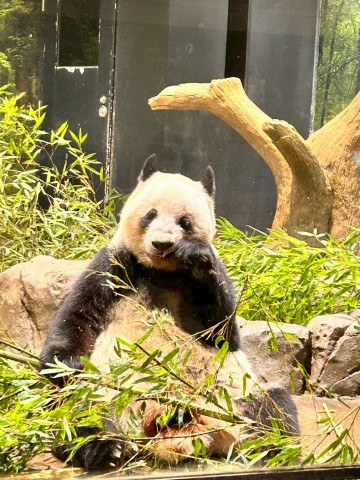 日本で生まれて育った双子パンダ、片道切符で中国へ。レイレイ、シャオシャオ、ありがとう。