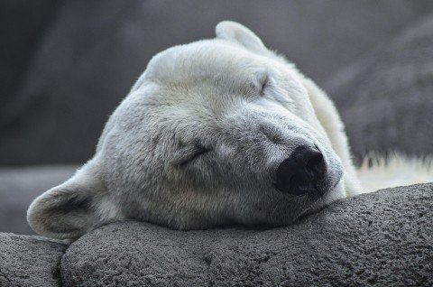 種の繁栄に貢献したズーラシアの「ゴーゴ」なくなる。「ゴーゴ」は蓬莱「５５１」にちなみ名づけられたしろくま